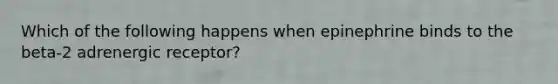 Which of the following happens when epinephrine binds to the beta-2 adrenergic receptor?