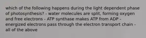 which of the following happens during the light dependent phase of photosynthesis? - water molecules are split, forming oxygen and free electrons - ATP synthase makes ATP from ADP -energized electrons pass through the electron transport chain - all of the above