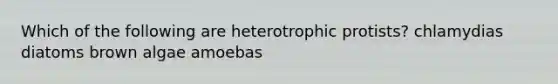 Which of the following are heterotrophic protists? chlamydias diatoms brown algae amoebas