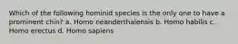 Which of the following hominid species is the only one to have a prominent chin? a. Homo neanderthalensis b. Homo habilis c. Homo erectus d. Homo sapiens