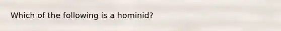 Which of the following is a hominid?