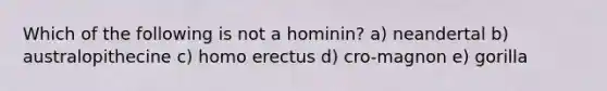 Which of the following is not a hominin? a) neandertal b) australopithecine c) homo erectus d) cro-magnon e) gorilla