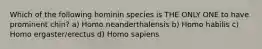 Which of the following hominin species is THE ONLY ONE to have prominent chin? a) Homo neanderthalensis b) Homo habilis c) Homo ergaster/erectus d) Homo sapiens