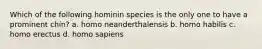 Which of the following hominin species is the only one to have a prominent chin? a. homo neanderthalensis b. homo habilis c. homo erectus d. homo sapiens