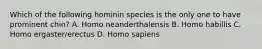 Which of the following hominin species is the only one to have prominent chin? A. Homo neanderthalensis B. Homo habillis C. Homo ergaster/erectus D. Homo sapiens