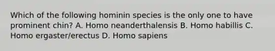 Which of the following hominin species is the only one to have prominent chin? A. Homo neanderthalensis B. Homo habillis C. Homo ergaster/erectus D. Homo sapiens