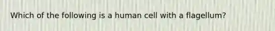 Which of the following is a human cell with a flagellum?