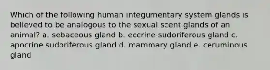 Which of the following human integumentary system glands is believed to be analogous to the sexual scent glands of an animal? a. sebaceous gland b. eccrine sudoriferous gland c. apocrine sudoriferous gland d. mammary gland e. ceruminous gland