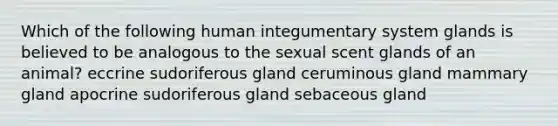 Which of the following human integumentary system glands is believed to be analogous to the sexual scent glands of an animal? eccrine sudoriferous gland ceruminous gland mammary gland apocrine sudoriferous gland sebaceous gland