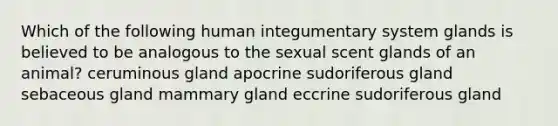 Which of the following human integumentary system glands is believed to be analogous to the sexual scent glands of an animal? ceruminous gland apocrine sudoriferous gland sebaceous gland mammary gland eccrine sudoriferous gland