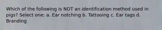 Which of the following is NOT an identification method used in pigs? Select one: a. Ear notching b. Tattooing c. Ear tags d. Branding