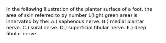 In the following illustration of the plantar surface of a foot, the area of skin referred to by number 1(light green area) is innervated by the: A.) saphenous nerve. B.) medial plantar nerve. C.) sural nerve. D.) superficial fibular nerve. E.) deep fibular nerve.