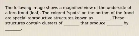 The following image shows a magnified view of the underside of a fern frond (leaf). The colored "spots" on the bottom of the frond are special reproductive structures known as ________. These structures contain clusters of ________ that produce ________ by ________.
