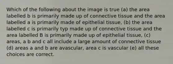 Which of the following about the image is true (a) the area labelled b is primarily made up of <a href='https://www.questionai.com/knowledge/kYDr0DHyc8-connective-tissue' class='anchor-knowledge'>connective tissue</a> and the area labelled a is primarily made of <a href='https://www.questionai.com/knowledge/k7dms5lrVY-epithelial-tissue' class='anchor-knowledge'>epithelial tissue</a>, (b) the area labelled c is primarily typ made up of connective tissue and the area labelled B is primarily made up of epithelial tissue, (c) areas, a b and c all include a large amount of connective tissue (d) areas a and b are avascular, area c is vascular (e) all these choices are correct.