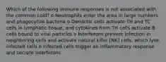 Which of the following immune responses is not associated with the common cold? o Neutrophils enter the area in large numbers and phagocytize bacteria o Dendritic cells activate TH and TC cells in lymphatic tissue, and cytokines from TH cells activate B cells bound to viral particles o Interferons prevent infection in neighboring cells and activate natural killer [NK] cells, which lyse infected cells o Infected cells trigger an inflammatory response and secrete interferons