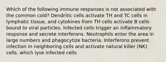 Which of the following immune responses is not associated with the common cold? Dendritic cells activate TH and TC cells in lymphatic tissue, and cytokines from TH cells activate B cells bound to viral particles. Infected cells trigger an inflammatory response and secrete interferons. Neutrophils enter the area in large numbers and phagocytize bacteria. Interferons prevent infection in neighboring cells and activate natural killer (NK) cells, which lyse infected cells