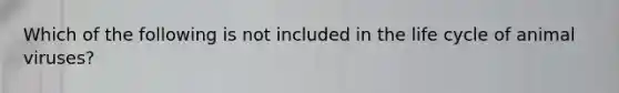 Which of the following is not included in the life cycle of animal viruses?