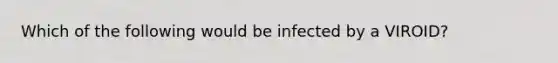 Which of the following would be infected by a VIROID?