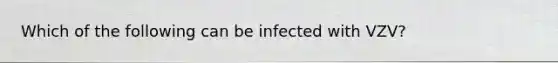 Which of the following can be infected with VZV?