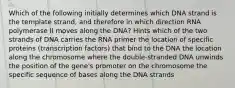 Which of the following initially determines which DNA strand is the template strand, and therefore in which direction RNA polymerase II moves along the DNA? Hints which of the two strands of DNA carries the RNA primer the location of specific proteins (transcription factors) that bind to the DNA the location along the chromosome where the double-stranded DNA unwinds the position of the gene's promoter on the chromosome the specific sequence of bases along the DNA strands