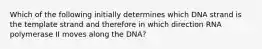 Which of the following initially determines which DNA strand is the template strand and therefore in which direction RNA polymerase II moves along the DNA?