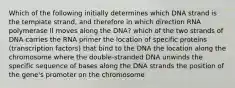 Which of the following initially determines which DNA strand is the template strand, and therefore in which direction RNA polymerase II moves along the DNA? which of the two strands of DNA carries the RNA primer the location of specific proteins (transcription factors) that bind to the DNA the location along the chromosome where the double-stranded DNA unwinds the specific sequence of bases along the DNA strands the position of the gene's promoter on the chromosome