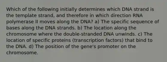 Which of the following initially determines which DNA strand is the template strand, and therefore in which direction RNA polymerase II moves along the DNA? a) The specific sequence of bases along the DNA strands. b) The location along the chromosome where the double-stranded DNA unwinds. c) The location of specific proteins (transcription factors) that bind to the DNA. d) The position of the gene's promoter on the chromosome.