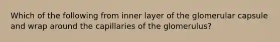 Which of the following from inner layer of the glomerular capsule and wrap around the capillaries of the glomerulus?