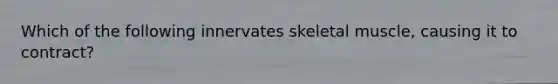 Which of the following innervates skeletal muscle, causing it to contract?