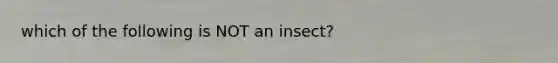 which of the following is NOT an insect?