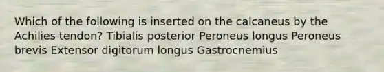 Which of the following is inserted on the calcaneus by the Achilies tendon? Tibialis posterior Peroneus longus Peroneus brevis Extensor digitorum longus Gastrocnemius