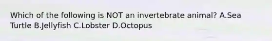 Which of the following is NOT an invertebrate animal? A.Sea Turtle B.Jellyfish C.Lobster D.Octopus