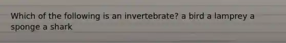 Which of the following is an invertebrate? a bird a lamprey a sponge a shark