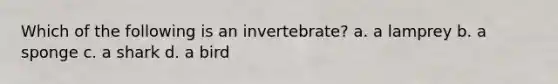 Which of the following is an invertebrate? a. a lamprey b. a sponge c. a shark d. a bird