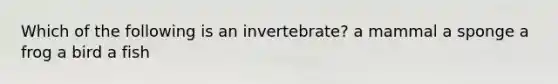 Which of the following is an invertebrate? a mammal a sponge a frog a bird a fish