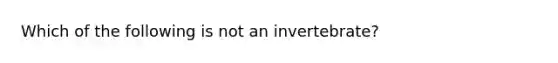 Which of the following is not an invertebrate?