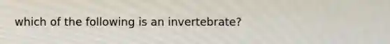 which of the following is an invertebrate?