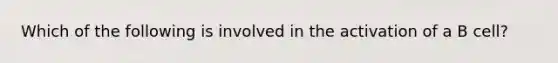 Which of the following is involved in the activation of a B cell?