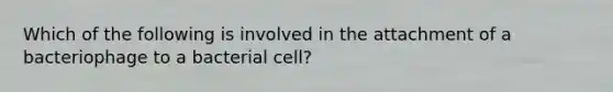 Which of the following is involved in the attachment of a bacteriophage to a bacterial cell?