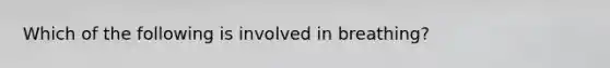 Which of the following is involved in breathing?
