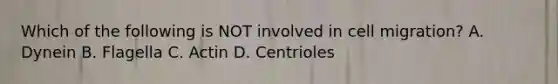 Which of the following is NOT involved in cell migration? A. Dynein B. Flagella C. Actin D. Centrioles