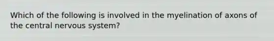 Which of the following is involved in the myelination of axons of the central nervous system?