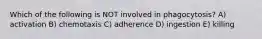 Which of the following is NOT involved in phagocytosis? A) activation B) chemotaxis C) adherence D) ingestion E) killing