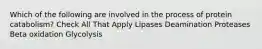 Which of the following are involved in the process of protein catabolism? Check All That Apply Lipases Deamination Proteases Beta oxidation Glycolysis