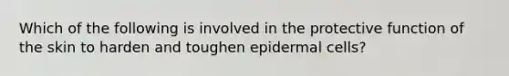 Which of the following is involved in the protective function of the skin to harden and toughen epidermal cells?