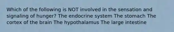 Which of the following is NOT involved in the sensation and signaling of hunger? The endocrine system <a href='https://www.questionai.com/knowledge/kLccSGjkt8-the-stomach' class='anchor-knowledge'>the stomach</a> The cortex of <a href='https://www.questionai.com/knowledge/kLMtJeqKp6-the-brain' class='anchor-knowledge'>the brain</a> The hypothalamus The <a href='https://www.questionai.com/knowledge/kGQjby07OK-large-intestine' class='anchor-knowledge'>large intestine</a>