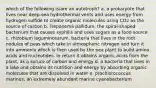 which of the following is/are an autotroph? a. a prokaryote that lives near deep-sea hydrothermal vents and uses energy from hydrogen sulfide to create organic molecules using CO2 as the source of carbon b. Treponema pallidum, the spiral-shaped bacterium that causes syphilis and uses sugars as a food source c. rhizobium leguminosarum, bacteria that lives in the root nodules of peas which take in atmospheric nitrogen and turn it into ammonia which is then used by the pea plant to build amino acids and nucleotides. In return it obtains organic acids from the plant, as a soruce of carbon and energy d. a bacteria that lives in a lake and obtains its nutrition and energy by absorbing organic molecules that are dissolved in water e. prochlorococcus marinus, an extremely abundant marine cyanobacterium