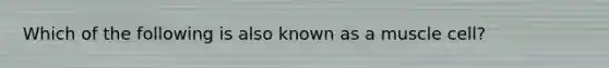 Which of the following is also known as a muscle cell?