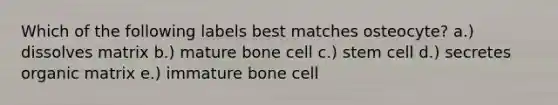 Which of the following labels best matches osteocyte? a.) dissolves matrix b.) mature bone cell c.) stem cell d.) secretes organic matrix e.) immature bone cell