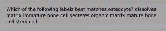 Which of the following labels best matches osteocyte? dissolves matrix immature bone cell secretes organic matrix mature bone cell stem cell